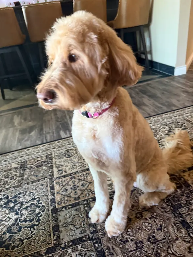 A golden doodle with a fresh short cut and a pink collar, sitting on a rug