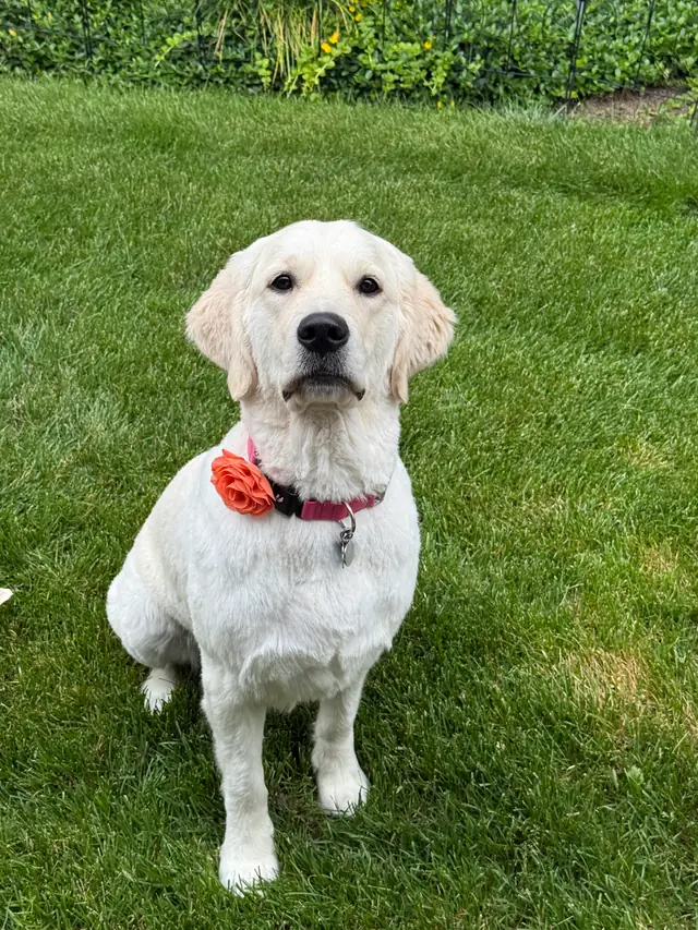 A freshly groomed white golden retriever with a flower on its collar, sitting on a green lawn