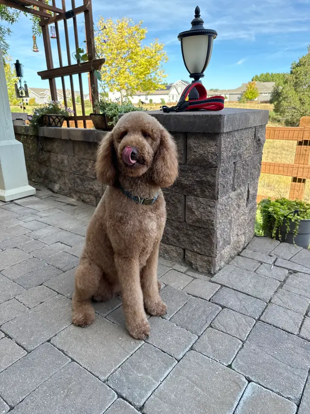 A freshly groomed standard poodle with a rounded topknot, standing on a paver patio