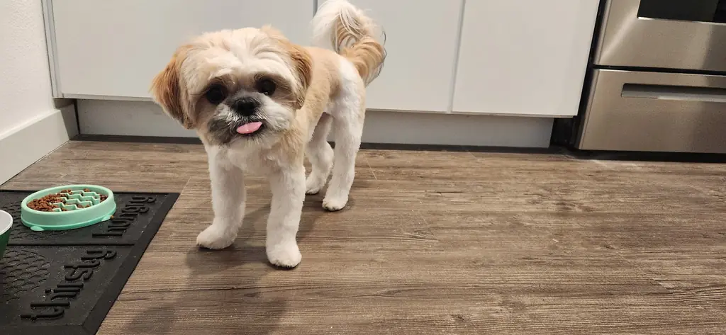 A groomed shih tzu standing in a kitchen