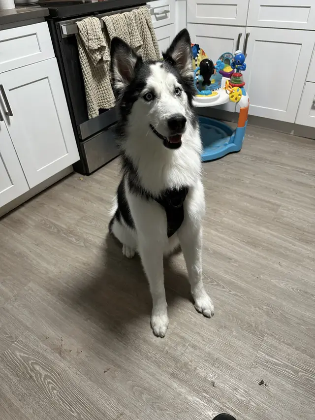 Shedding Season and Double-Coated Dogs: What Actually Helps