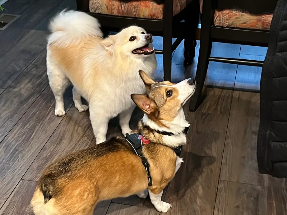 A Pomeranian and a corgi sitting side by side indoors after their groom