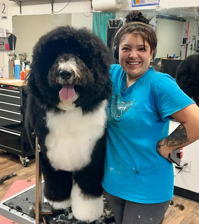 A groomer in a turquoise Bark Me Beautiful tee beside a freshly cut black and white doodle on the grooming table