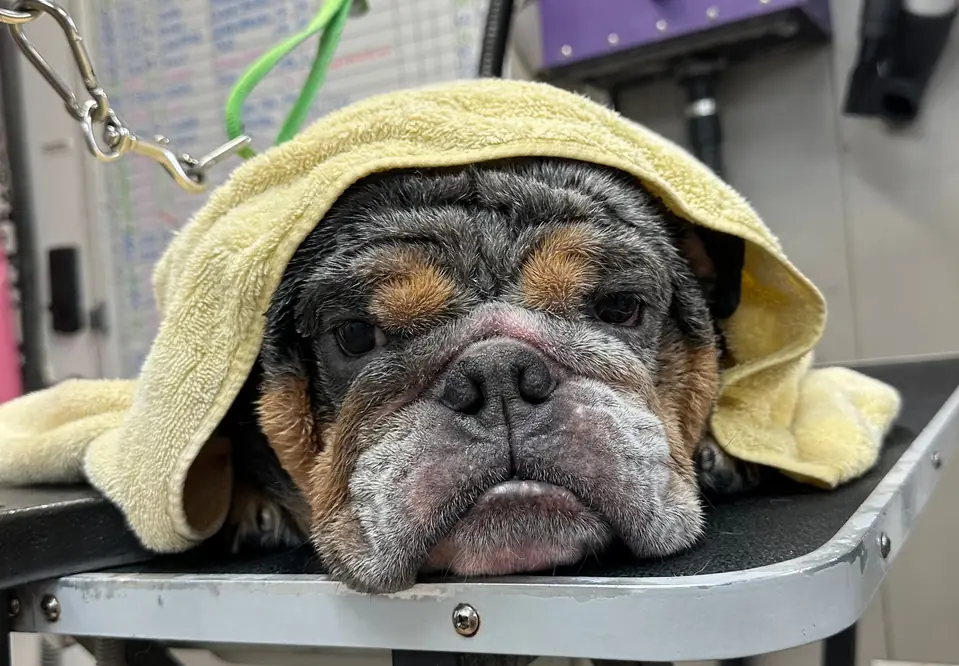 A bulldog resting on the grooming table under a yellow towel after a bath